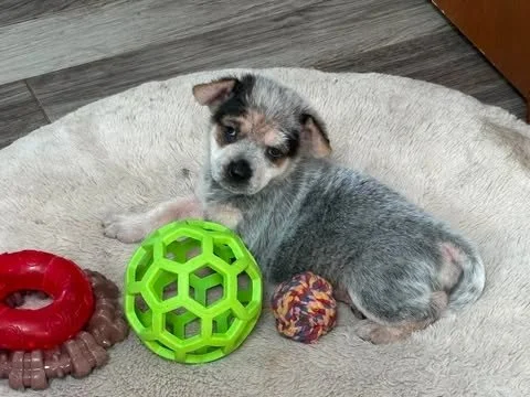 Meet Roo