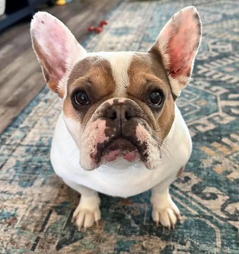 Meet Madison