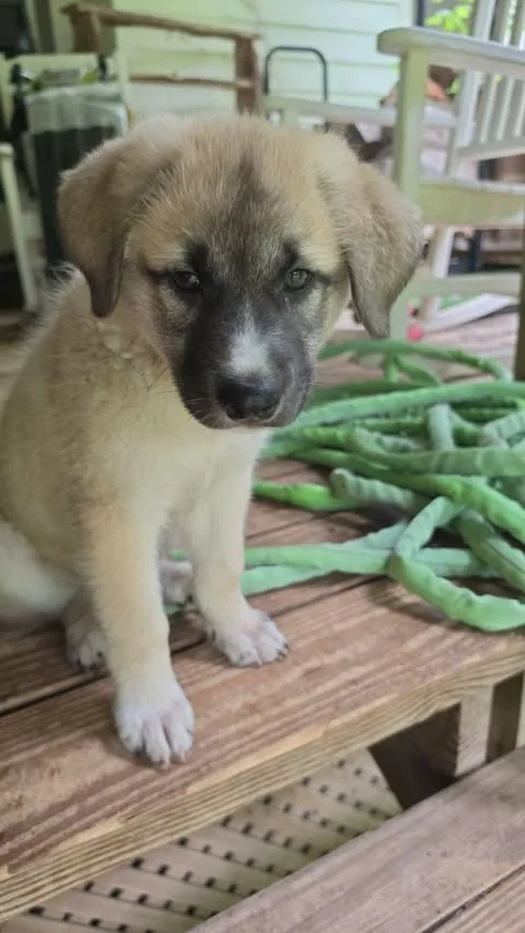 Meet Molly
