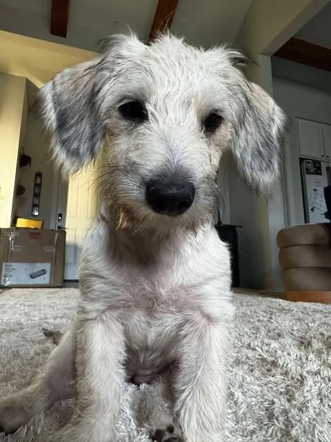 Meet Athena