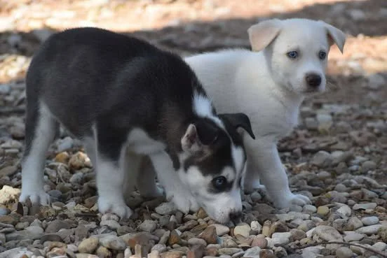 dodger2.jpg