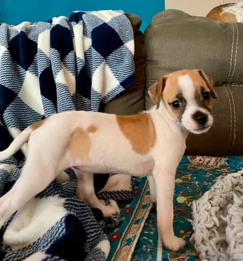 Meet Whimsy