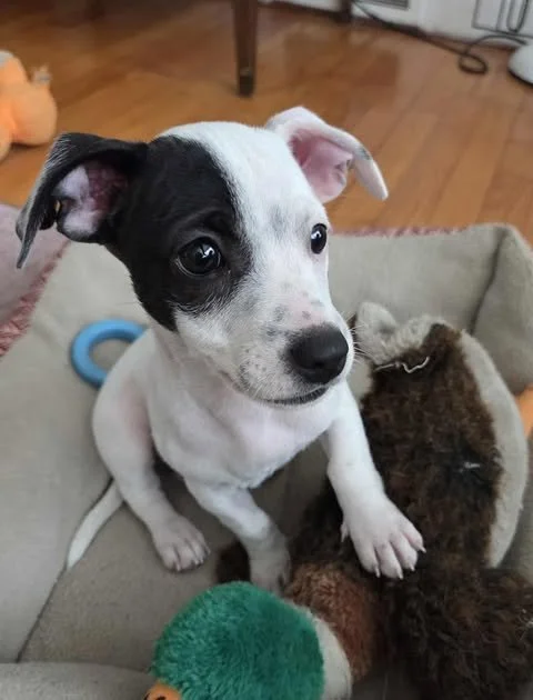 smudge1.jpg