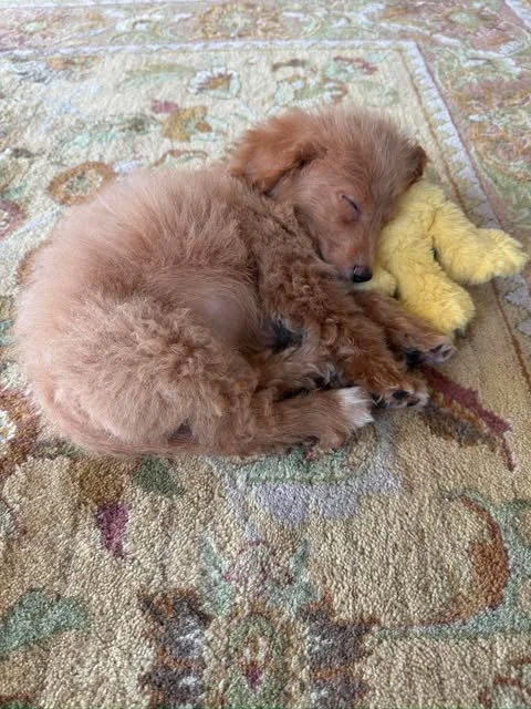 teddy4.jpg