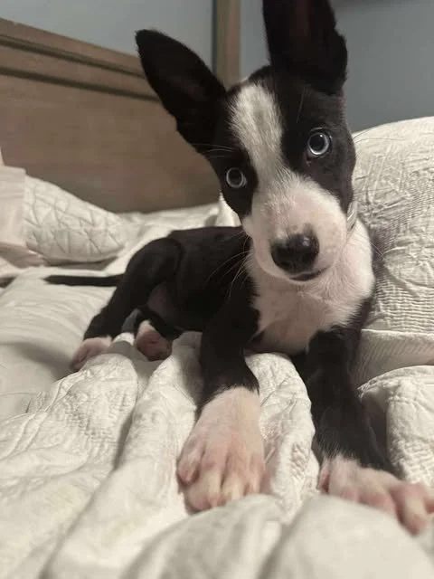 zoomie12.jpg