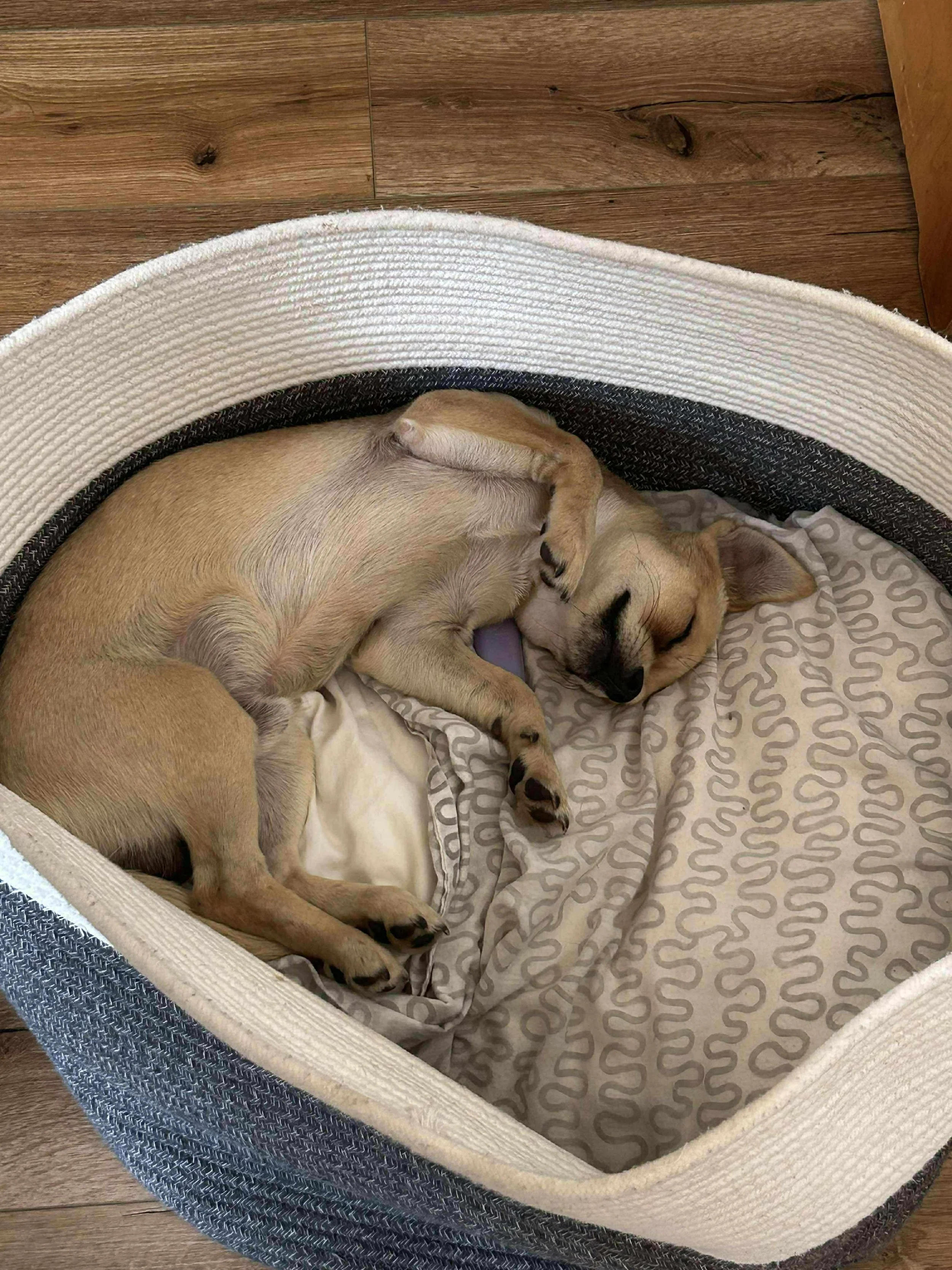 peanut1.jpg