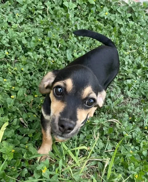 Meet Milo