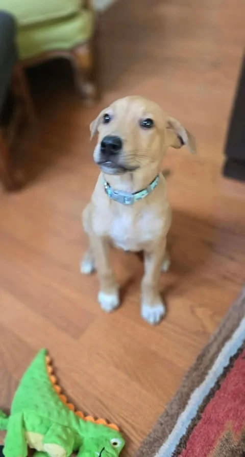nugget1.jpg