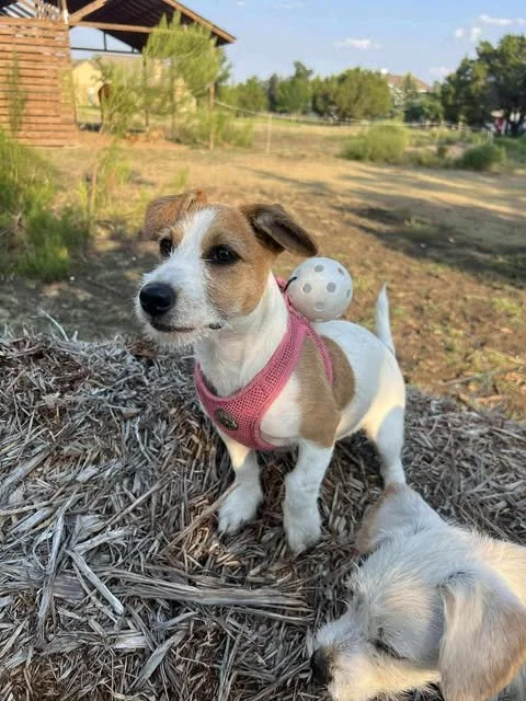 possum8.jpg