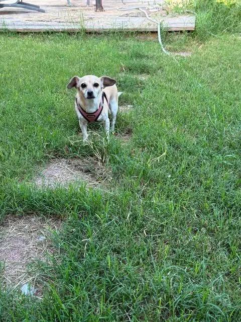 lucy3.jpg
