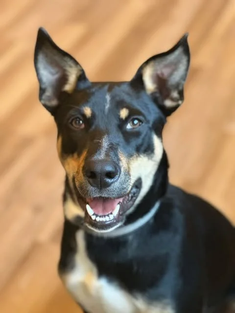 Meet Gaston 