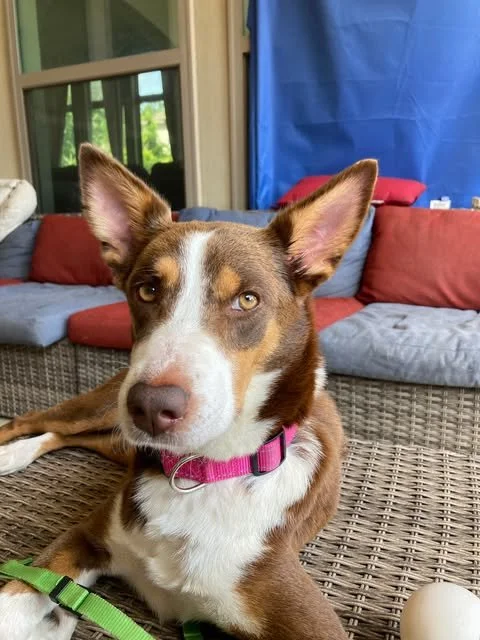 Meet Reeses
