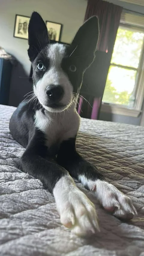 zoomie4.jpg