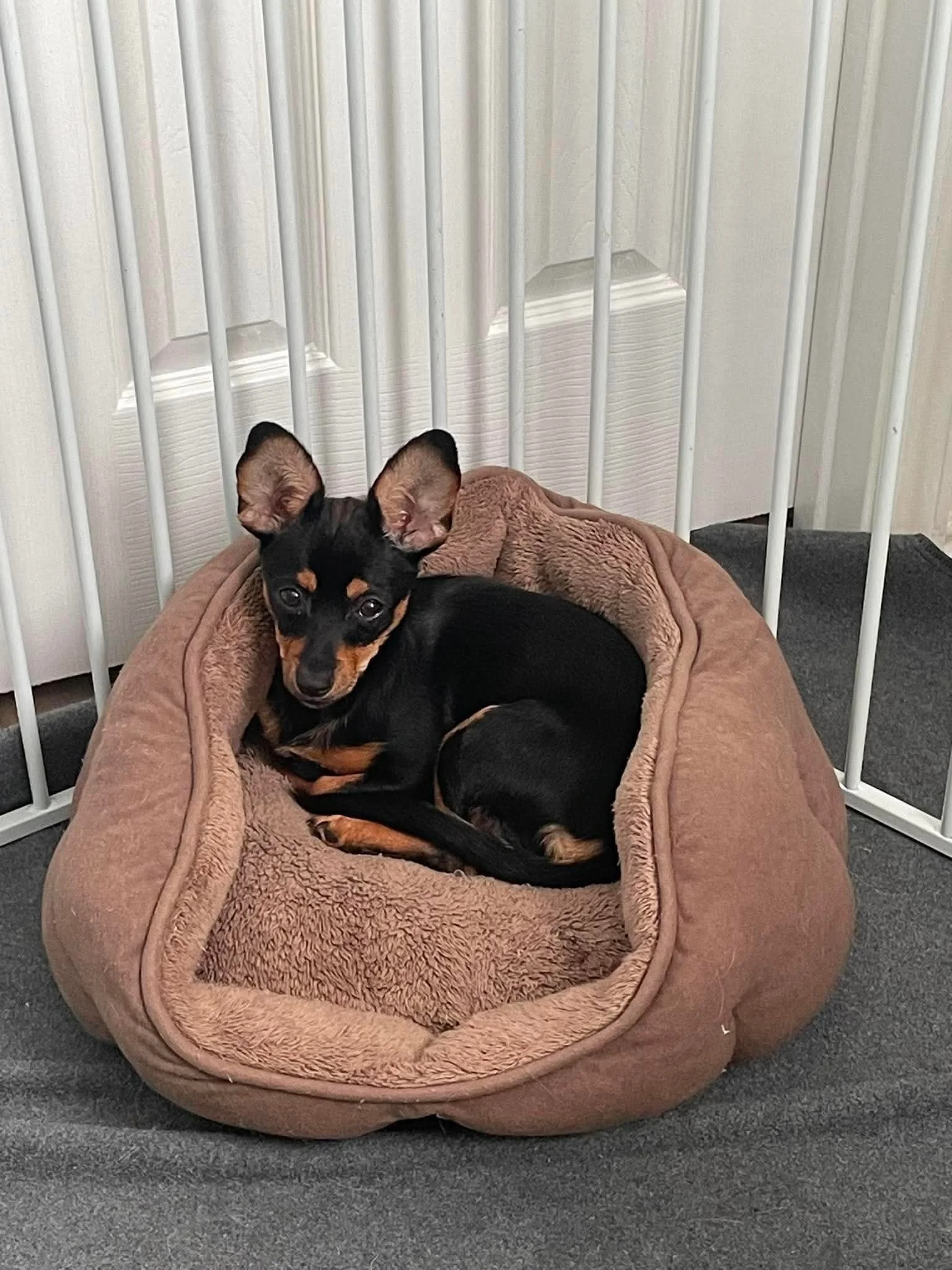 muffin1.jpg