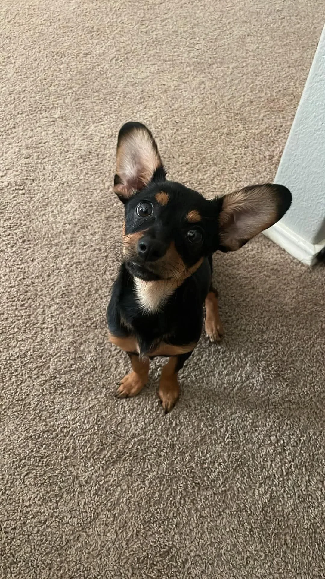 muffin3.jpg