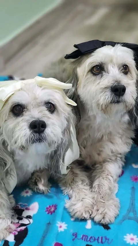 Meet Daisy and Mimi