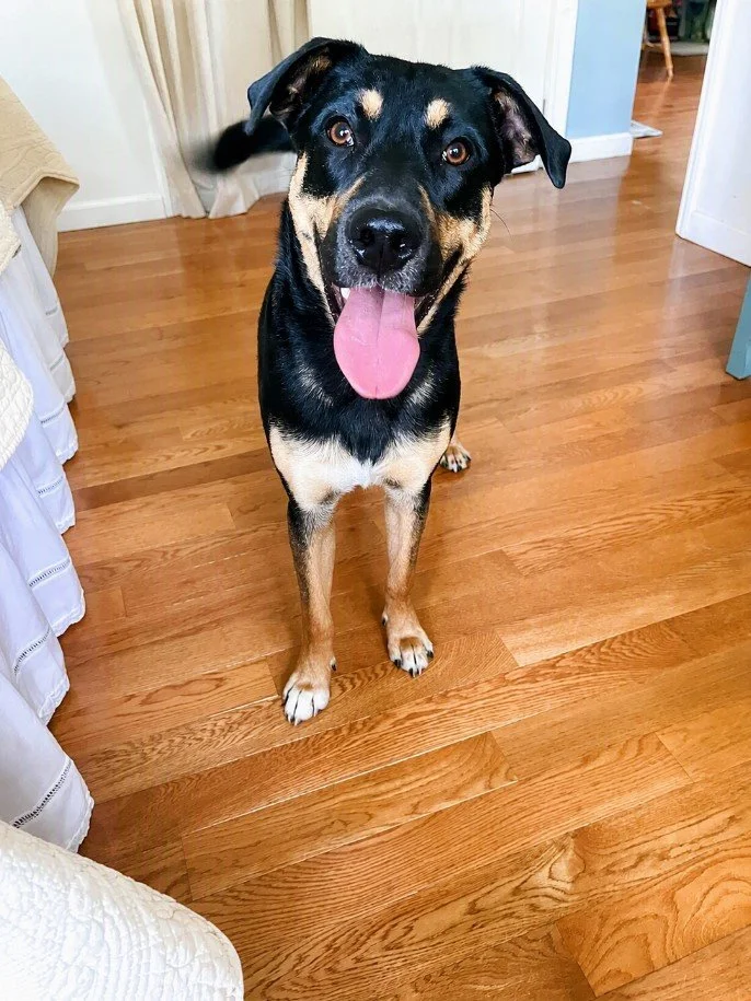 Meet Maurice