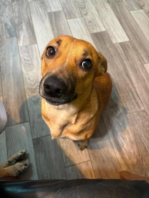 Meet Kanga