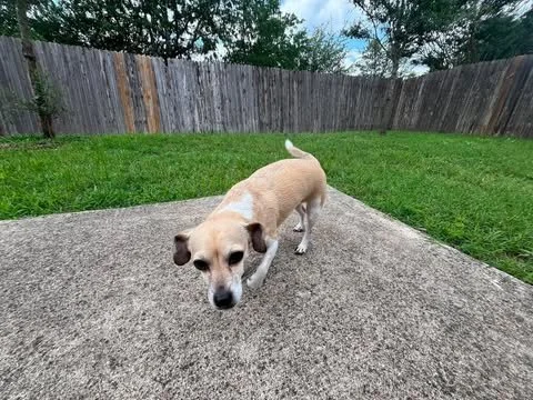 lucy.jpg