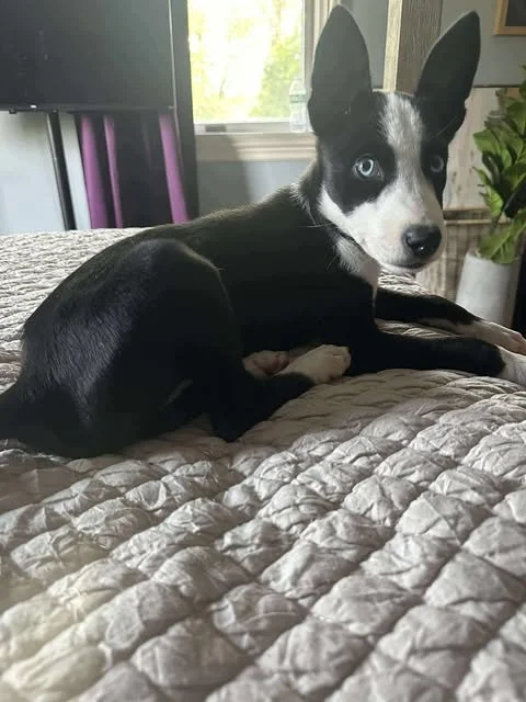 zoomie15.jpg