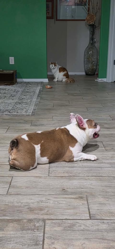 image.jpeg
