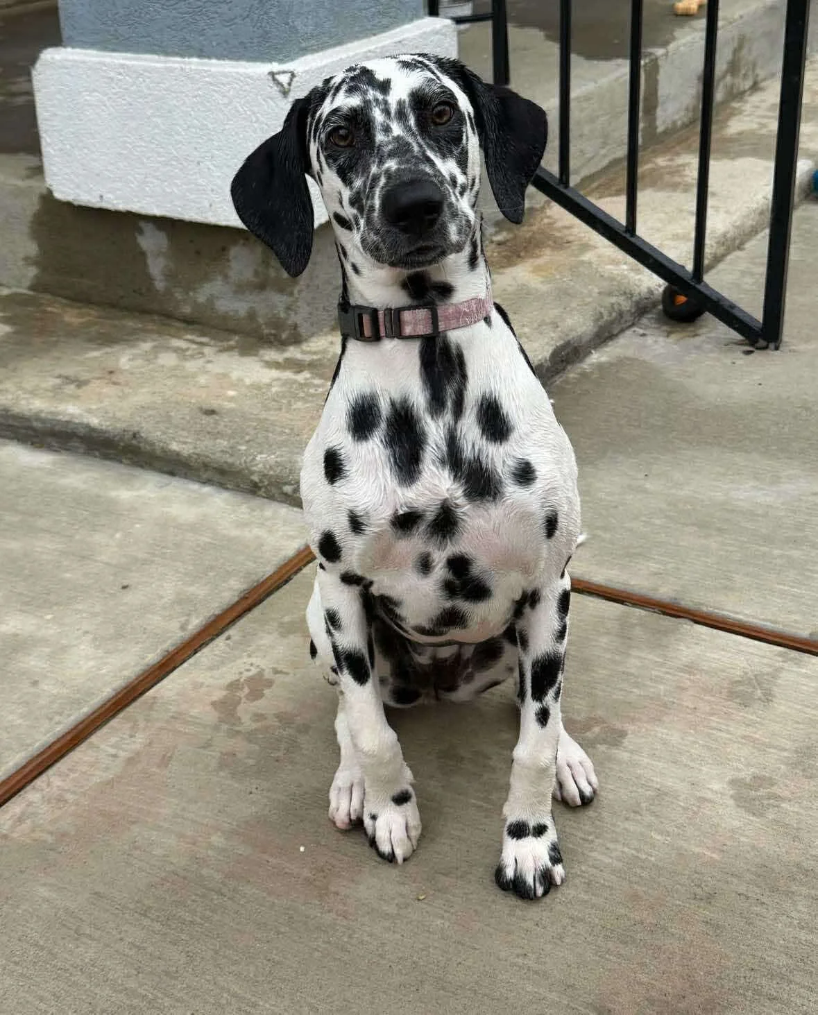 daisy6.jpg