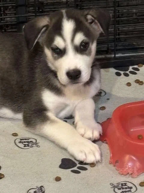 dodger9.jpg