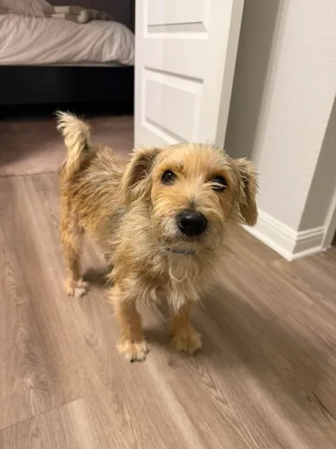 Meet Lincoln 