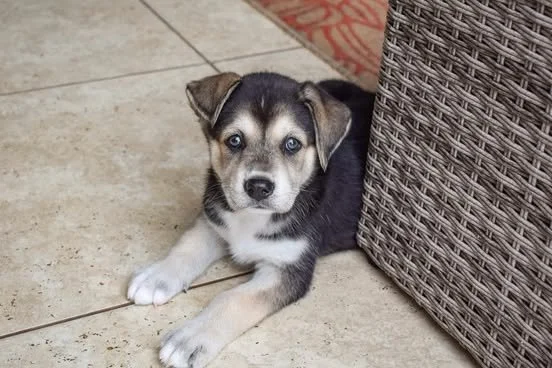 asha5.jpg