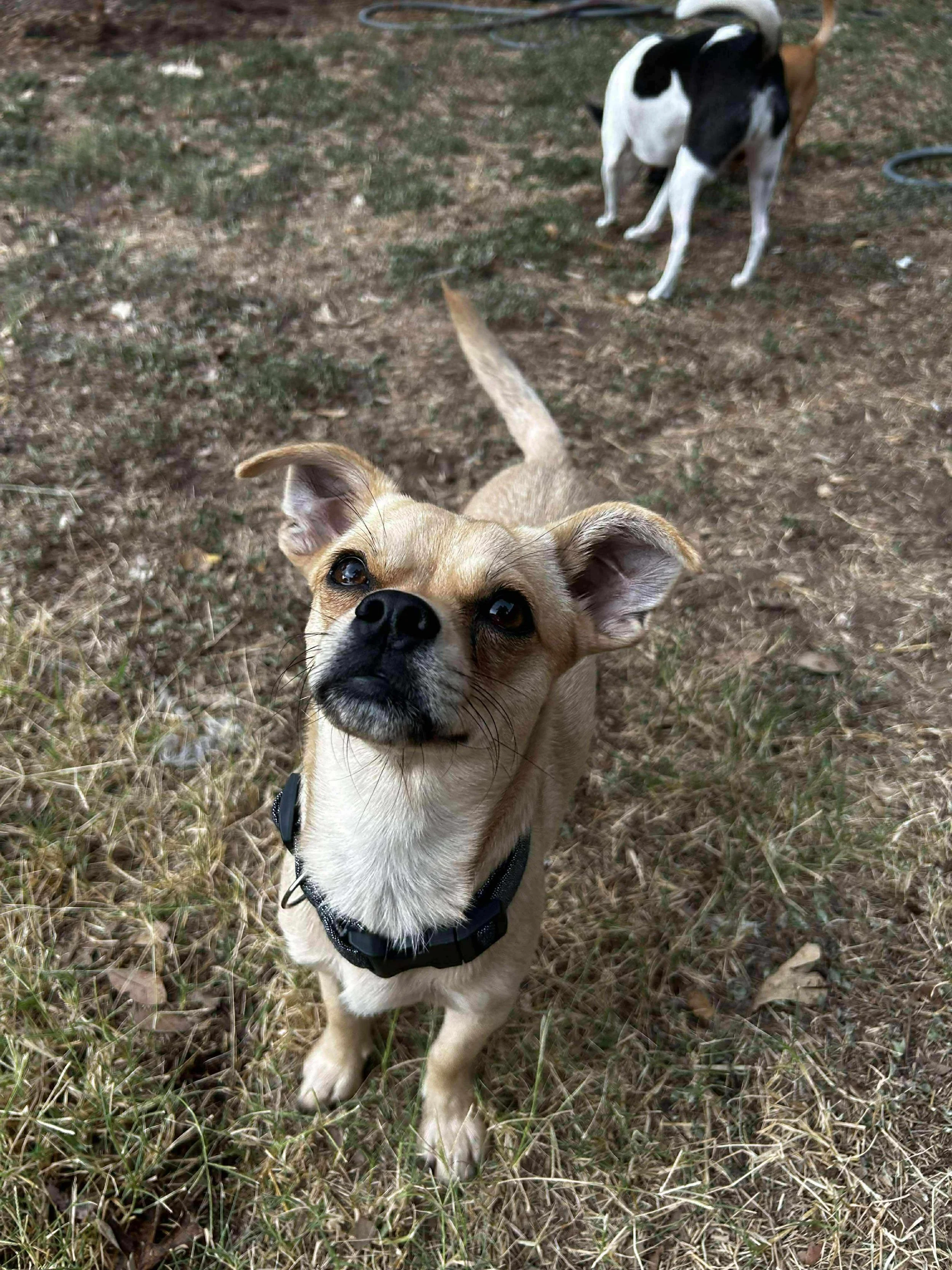 peanut4.jpg