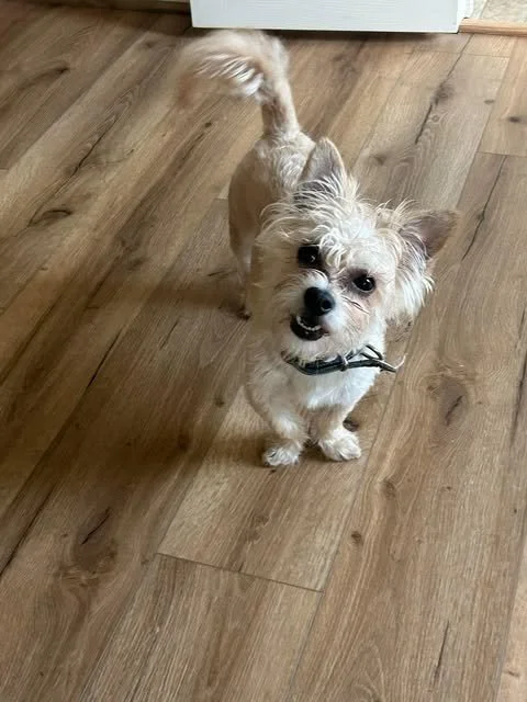 Meet Lil Bit