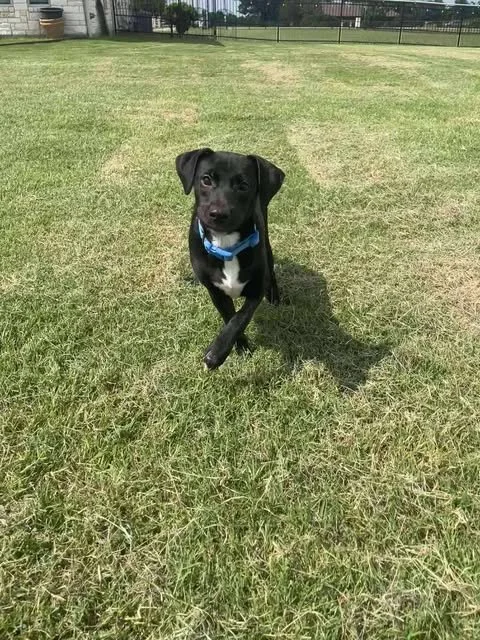 ollie2.jpg