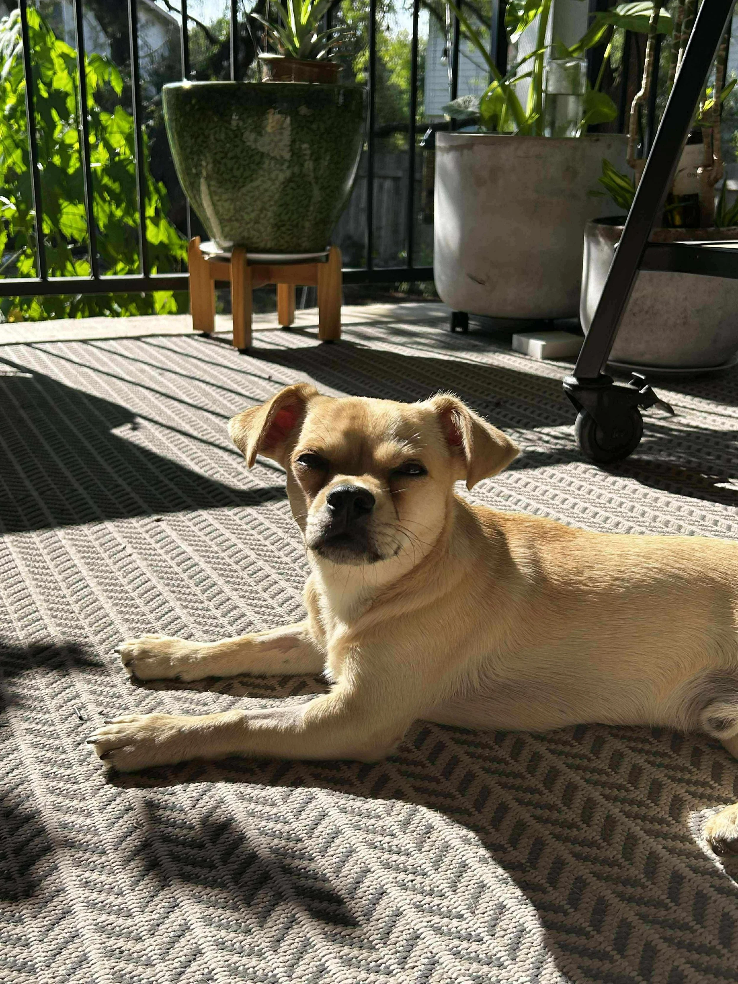 peanut11.jpg