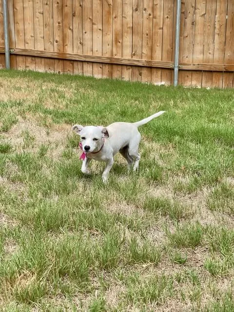 pebbles10.jpg