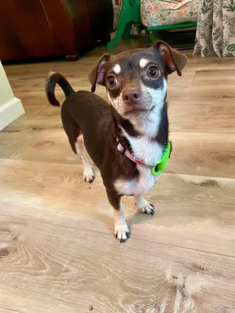 Meet Aspen
