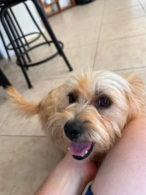 Meet Smiley