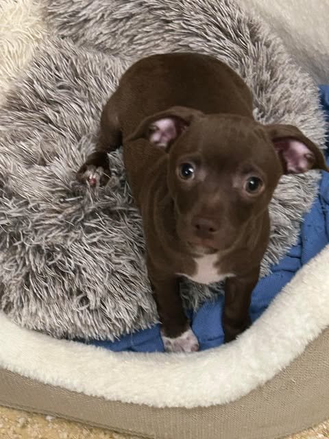 Meet Juliet