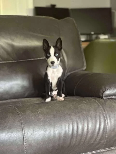 zoomie7.jpg