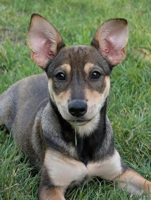Meet Buttercup