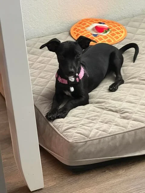 Meet Arya