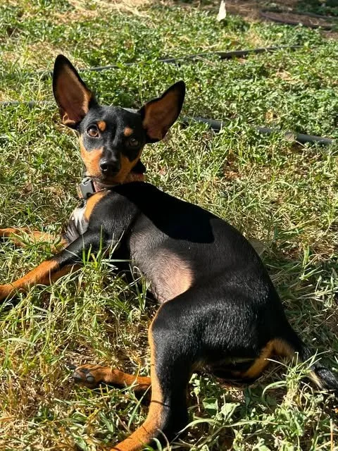 Meet Roxanne
