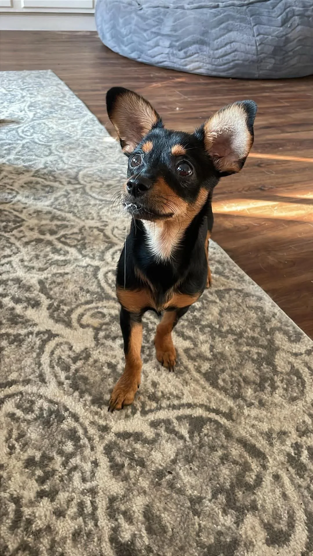 muffin4.jpg