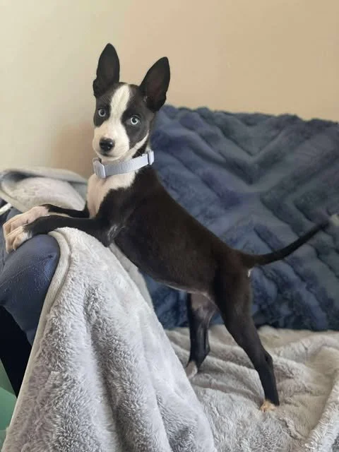 zoomie1.jpg