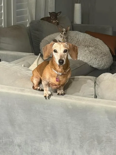 Meet Frieda 