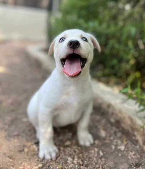 oliver.jpg