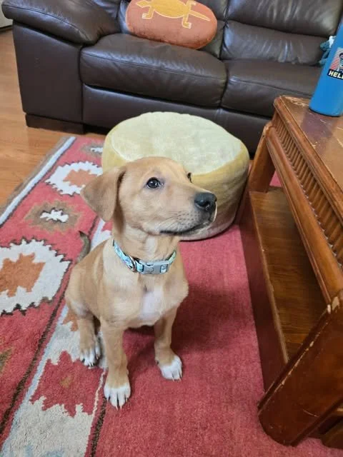 nugget4.jpg
