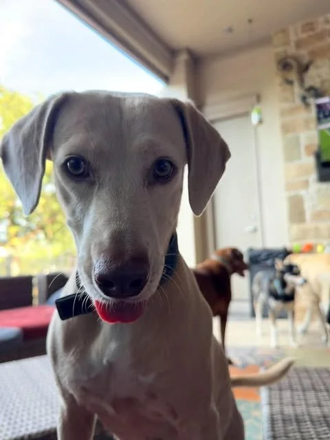 Meet Carmen