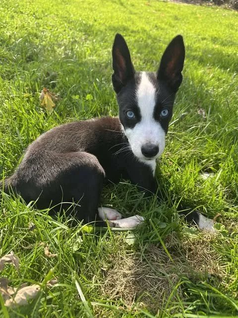zoomie3.jpg