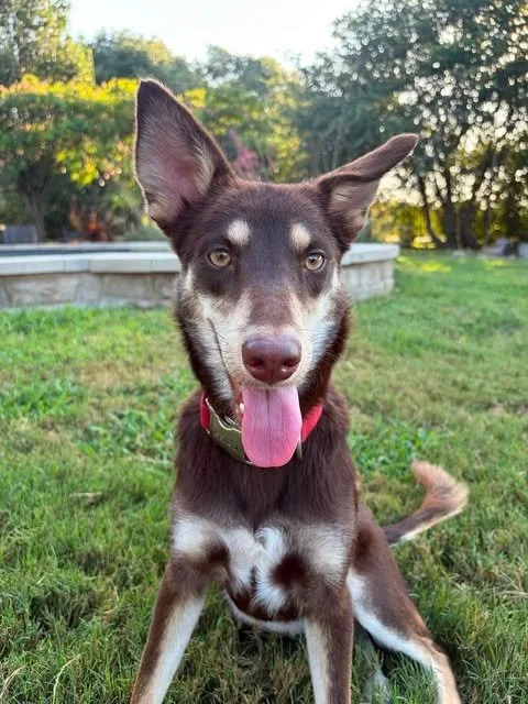 Meet Maple