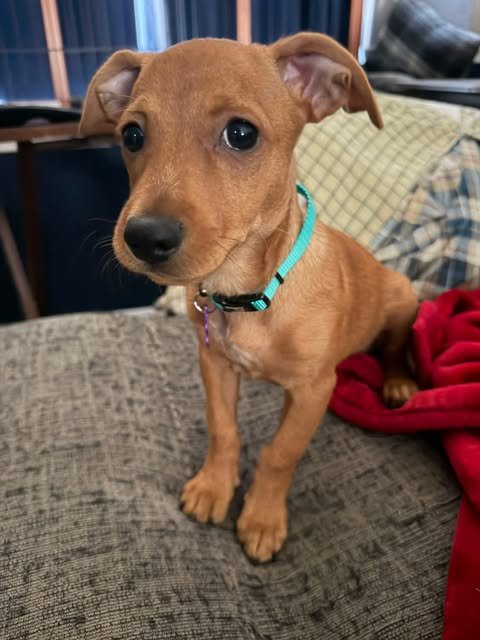 Meet Francois